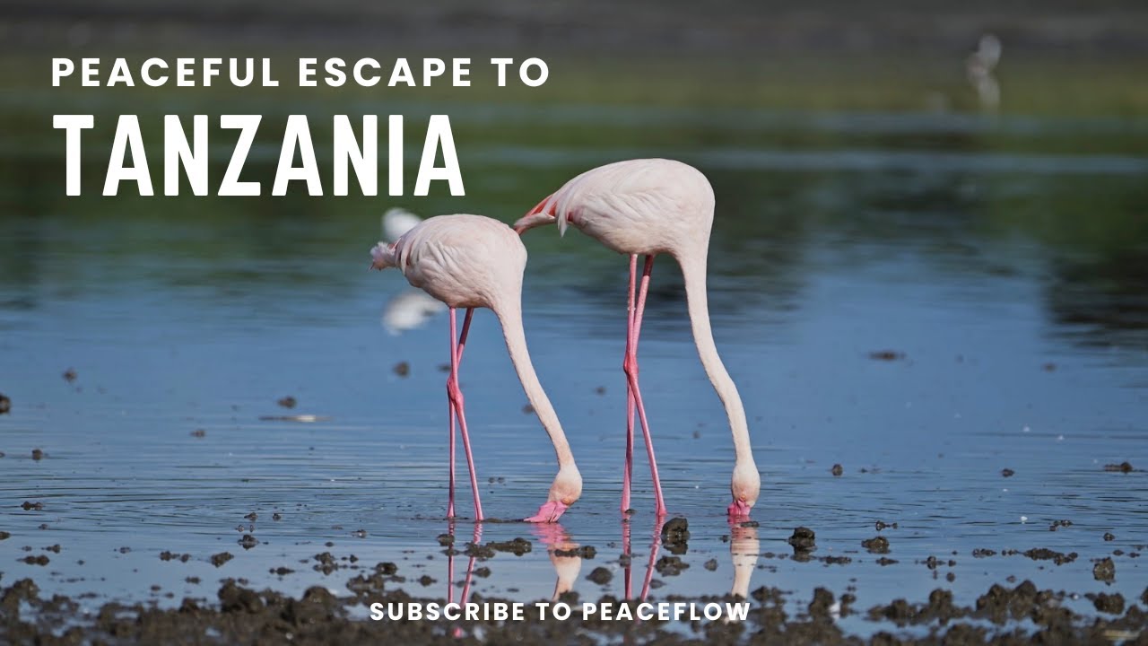 Peaceful Escape to Tanzania | Stress Relief with Nature and Sound