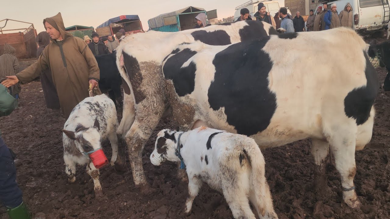 مباشرة من سوق الأسبوعي جمعة كيسر مع تمن عجول عجلات بكرات 1/1/2026🇲🇦