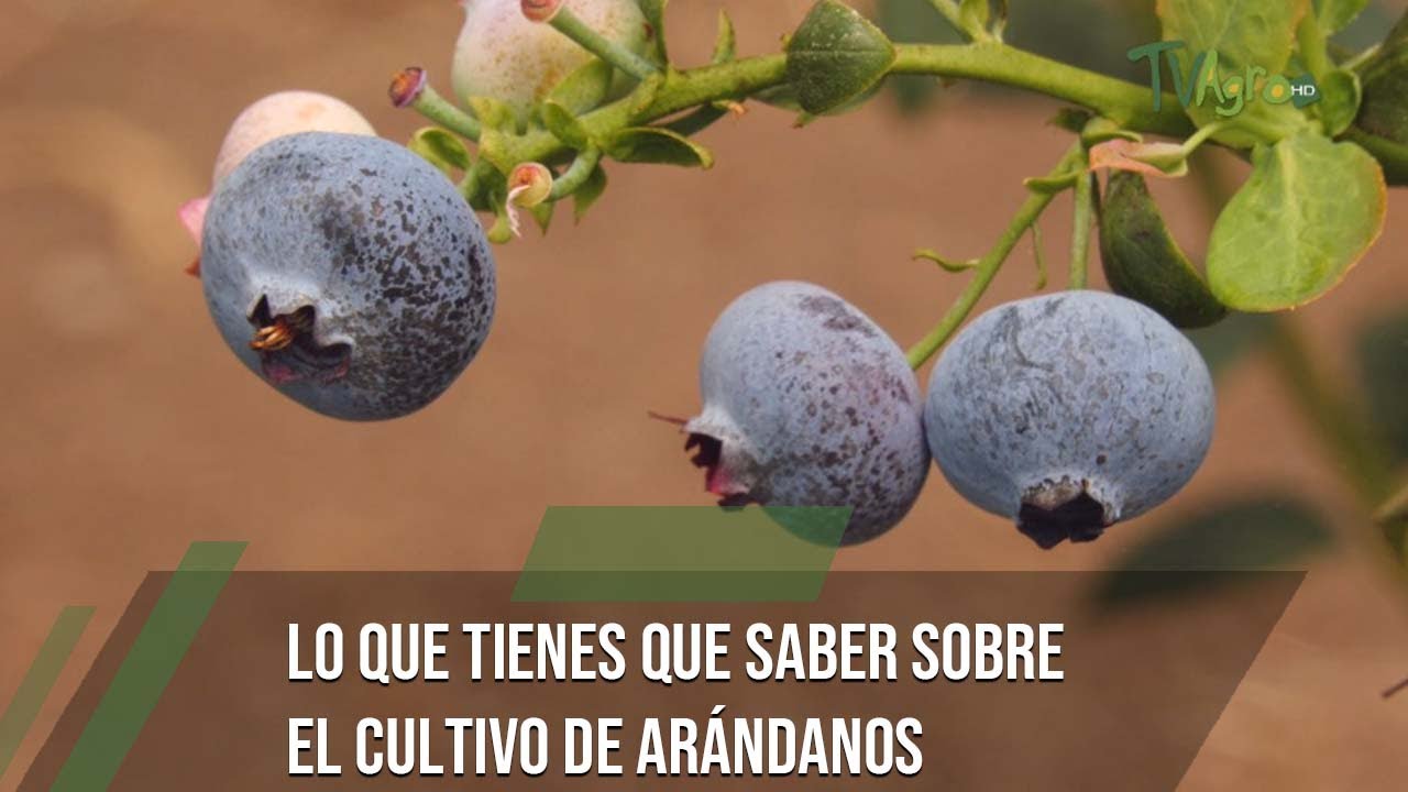 Variedades de arándanos en Colombia - TvAgro por Juan Gonzalo Angel Restrepo
