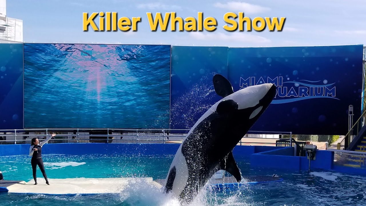 Last Orca Tokitae (Killer Whale) performing @miamiseaaquarium 