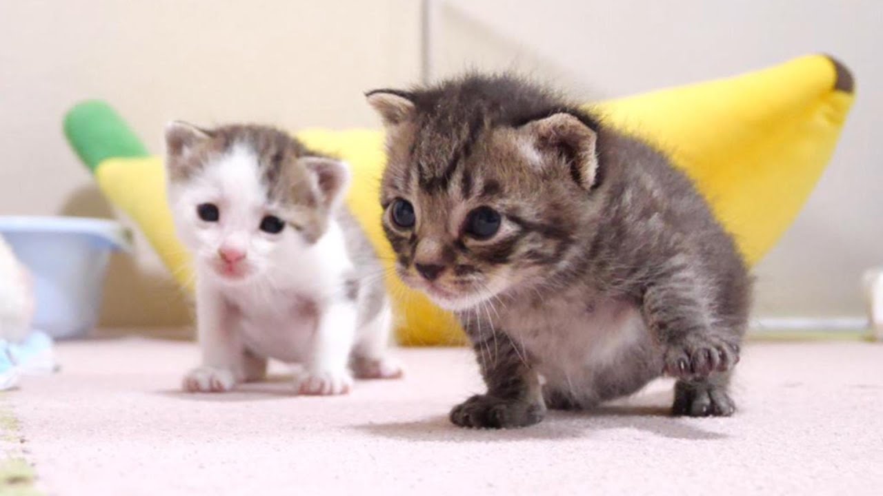 Котята милыми голосами переговаривались [Котенок, кот под защитой]