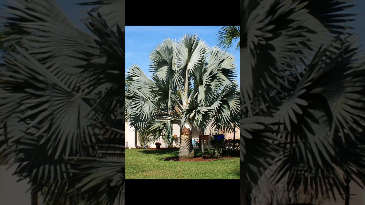 7 rare palm trees in the world  #palms #palmtrees #lipstickpalm #Bismarckpalm #majesticpalm