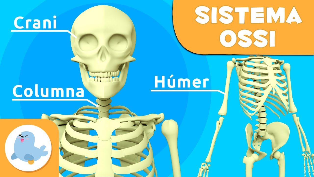 Els ossos per a nens | El sistema ossi | El cos humà per a nens en català