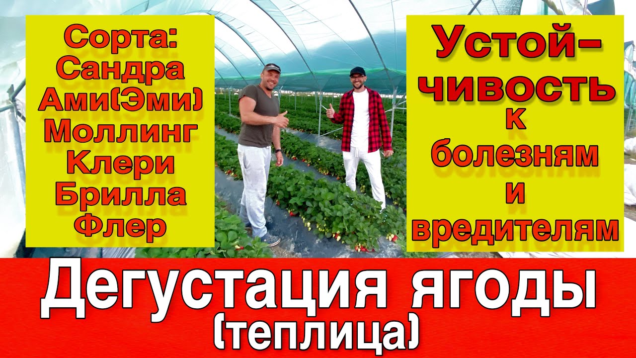 Обзор сортов:Брилла,Моллинг,Ами,Клери,Сандра,Флёр.Вкусовые качества,болезни ,вредители