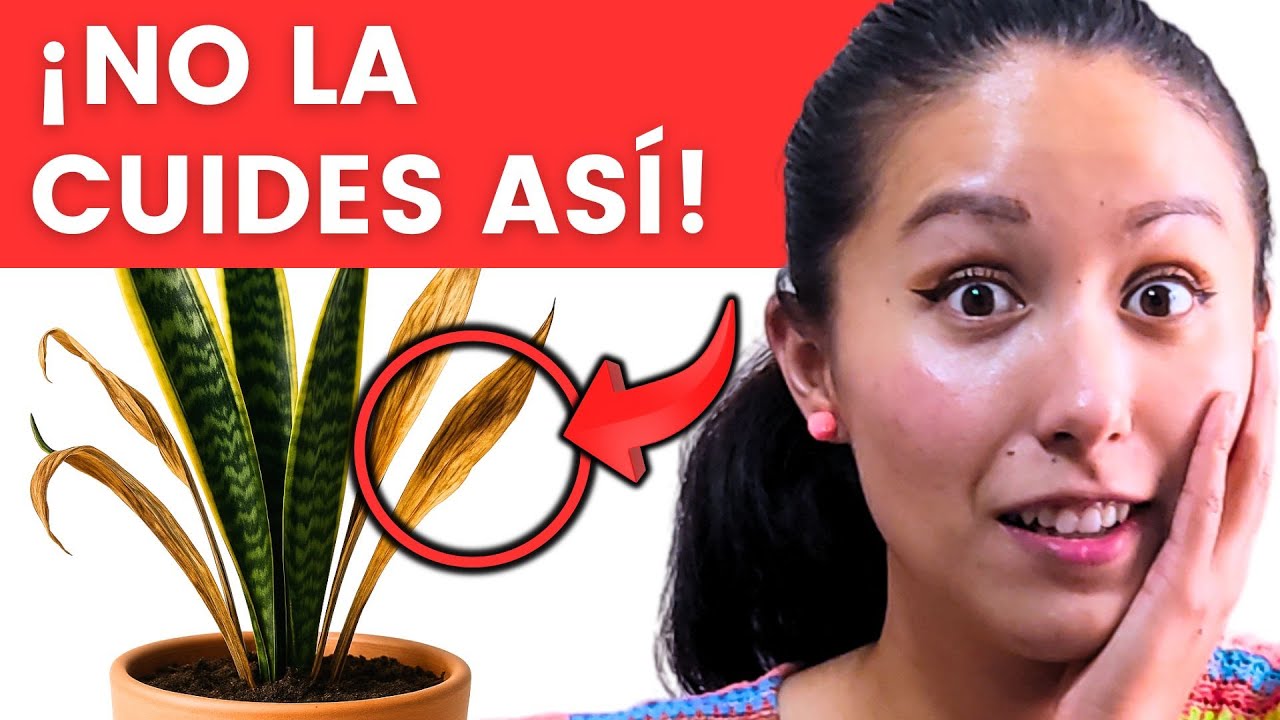 ¡Estás cuidando mal tu Sansevieria! El error que arruina tu lengua de suegra