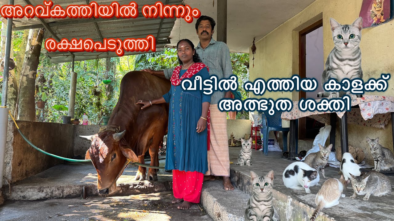 വീട്ടുമുറ്റത്തെ രക്ഷകൻ അത്ഭുതങ്ങൾ കാണിക്കുമോ biggest bull in kerala