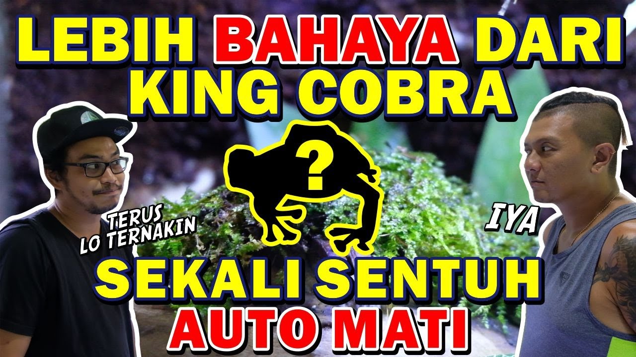 PERTAMA DI INDONESIA !! ORANG INI TERNAK KATAK BERACUN !