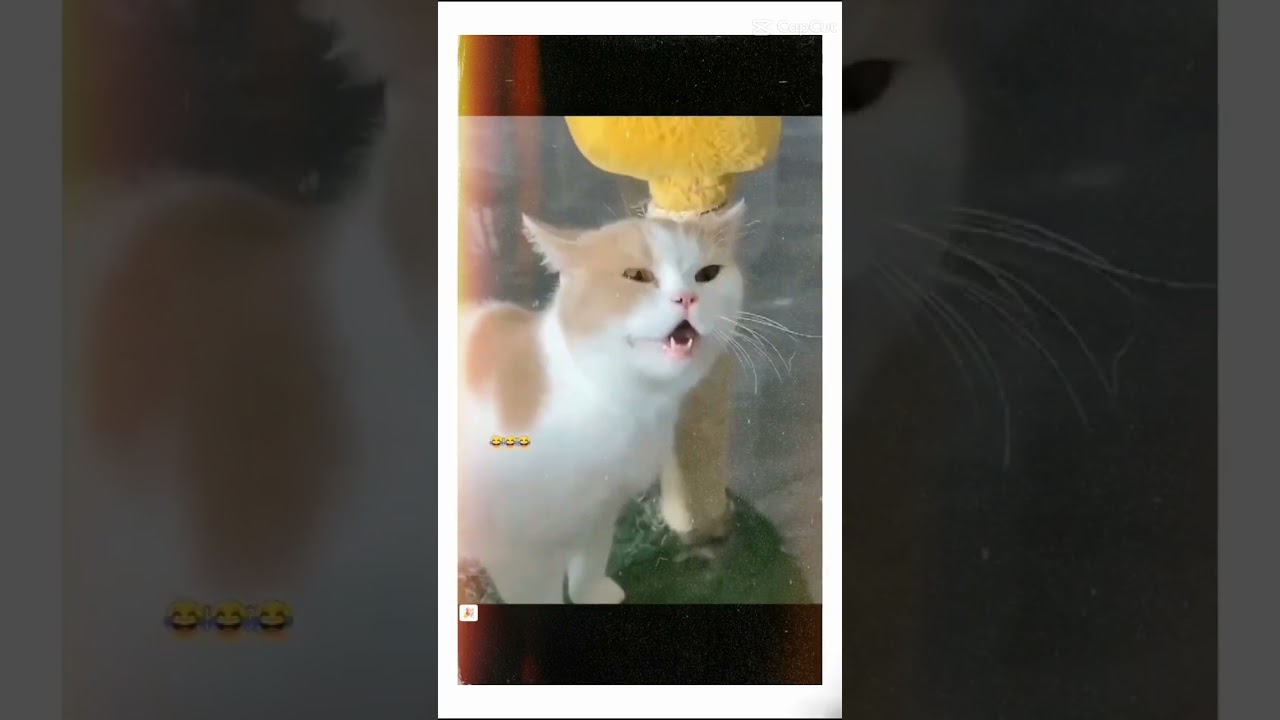 Meh