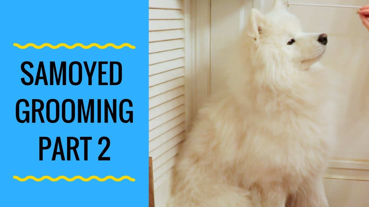 How to Groom a Samoyed Dog Part 2 (step by step)