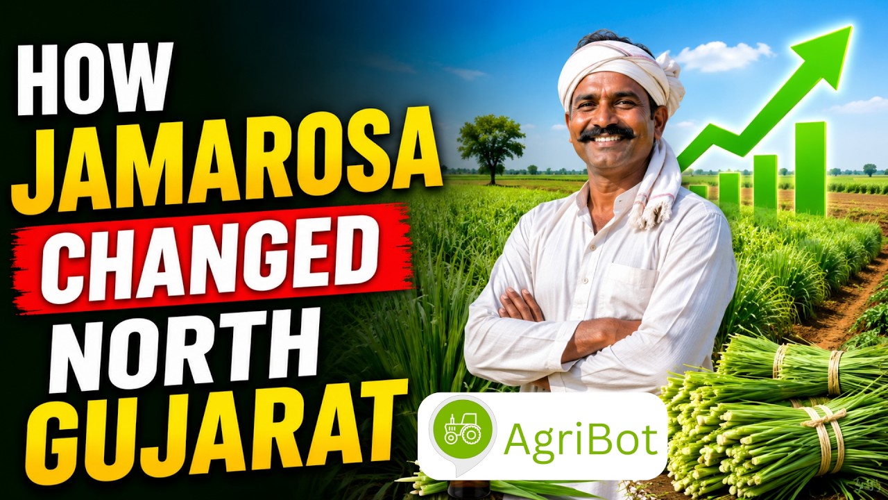 How Jamarosa Changed North Gujarat | Success Stories