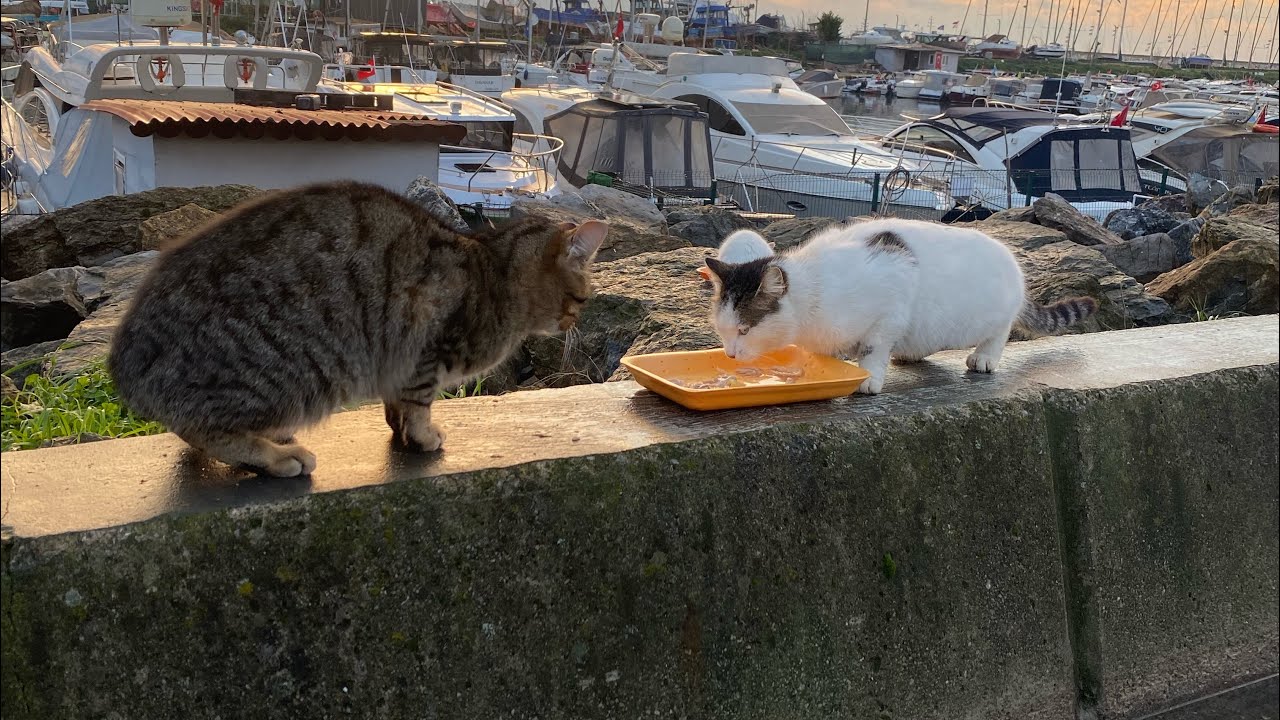 Süpriz misafir #kedi #kedivideoları #cat #catvideos