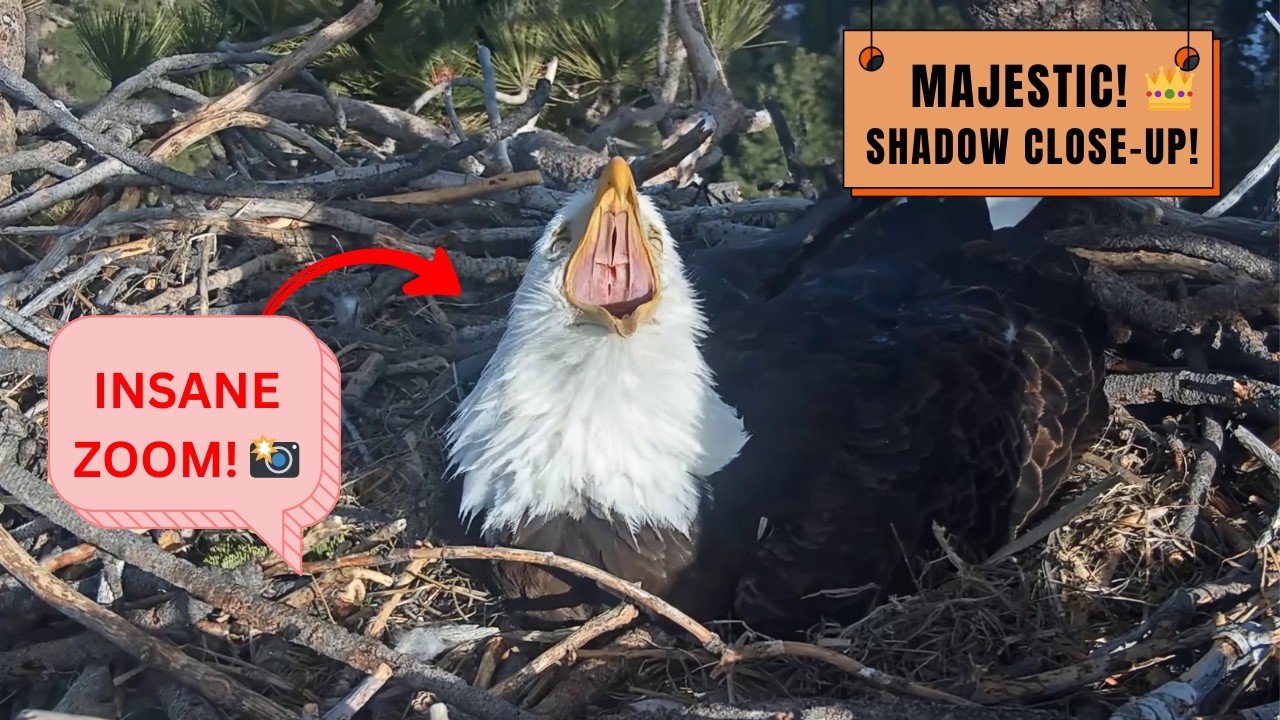 INSANE CLOSE-UP! 📸 Majestic Shadow Incubating - STUNNING View! | Big Bear Eagles 2026
