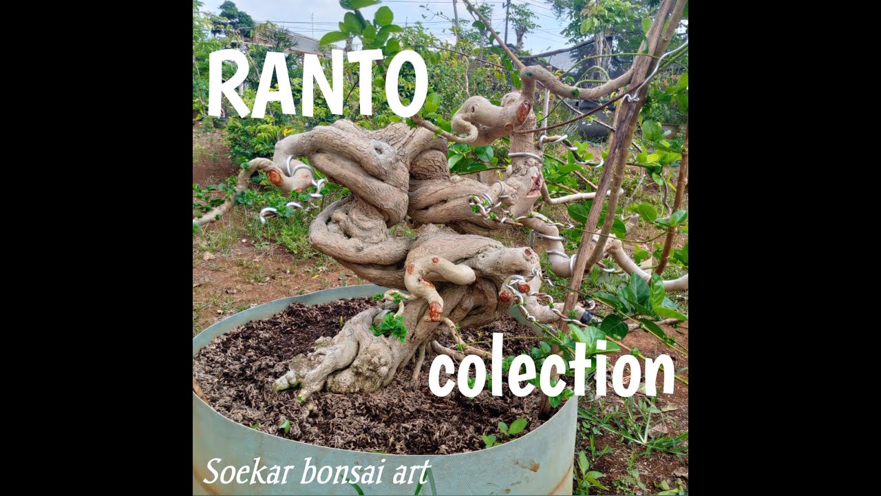 karya Ranto bonsai (Sancang exotic)