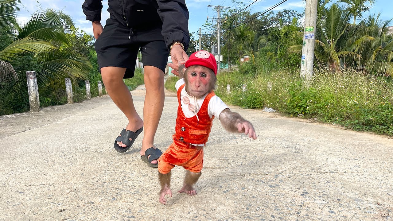 Cubis Monkey obediently goes to the market with Dad!