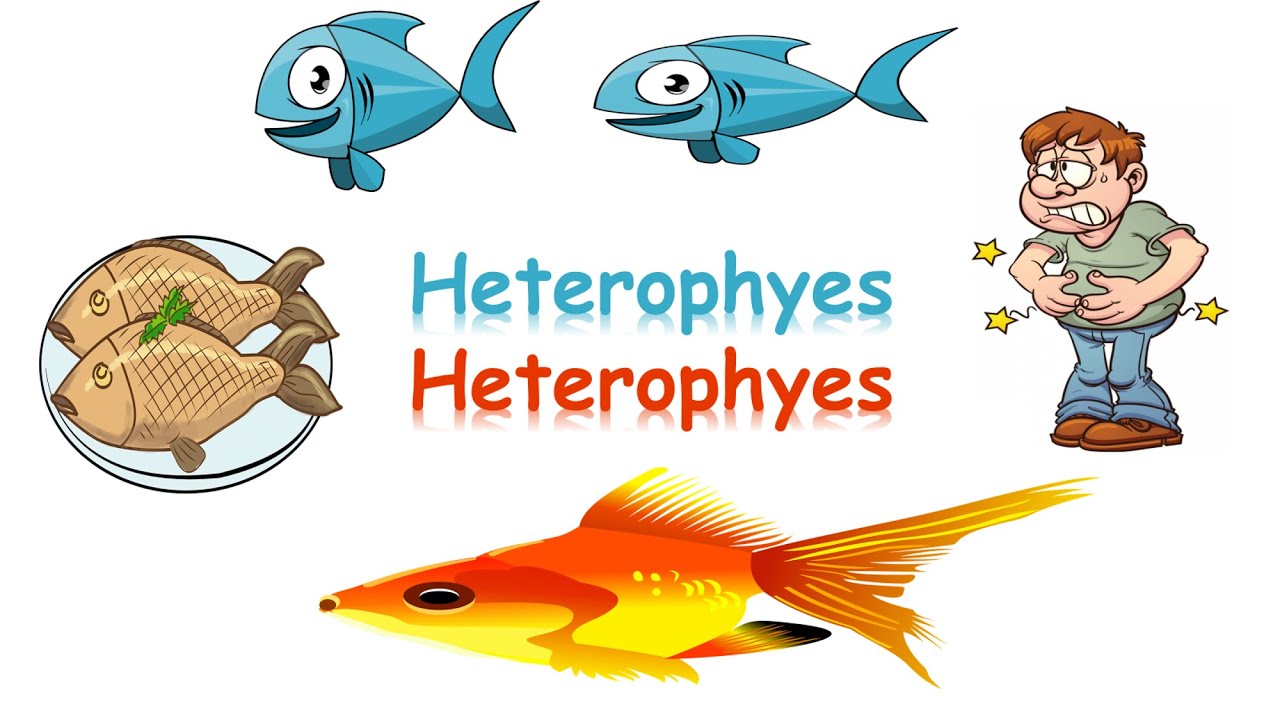 شرح Heterophyes heterophyes