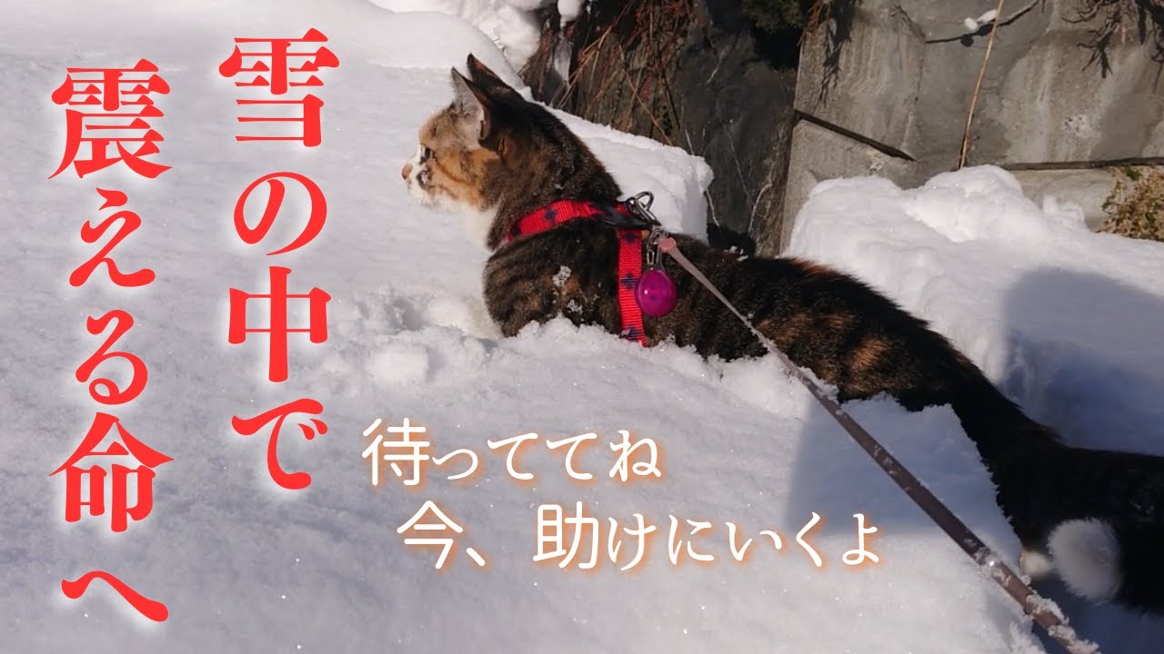 迷子の子猫や困っている猫を救うために、雪が積もっても元気に走る猫
