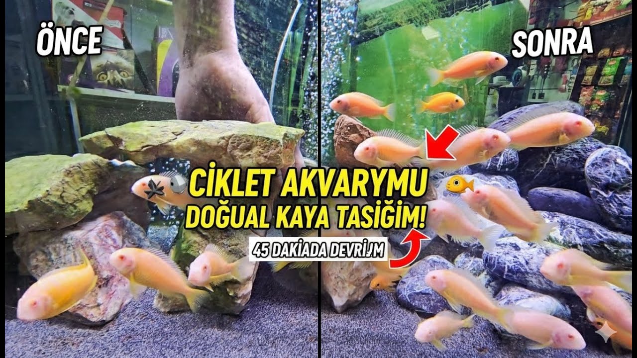 Ciklet Akvaryumunda Hayat Kurtaran Kaya Tasarımı! (Adım Adım Kurulum)