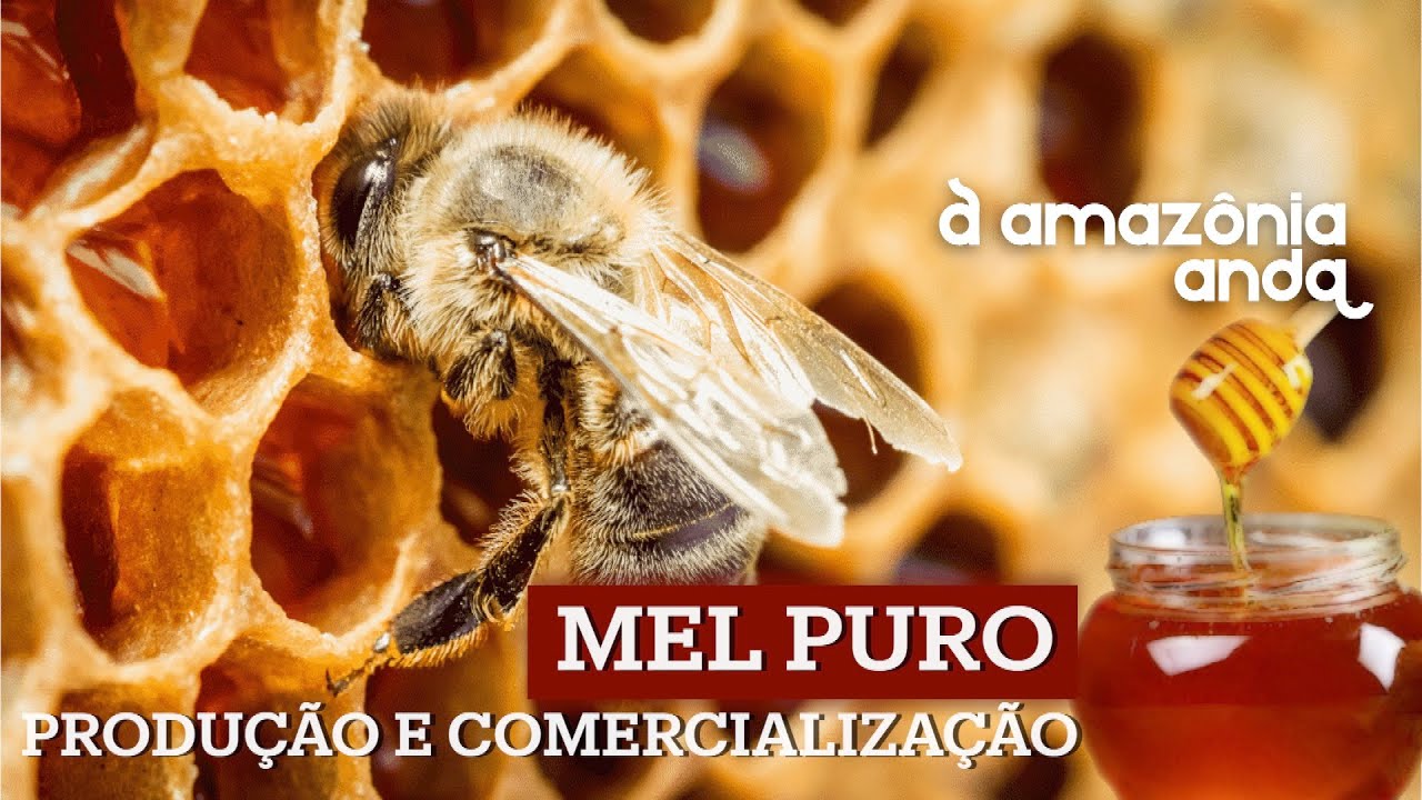 A cultura do mel no Amazonas e Pará | A Amazônia Anda