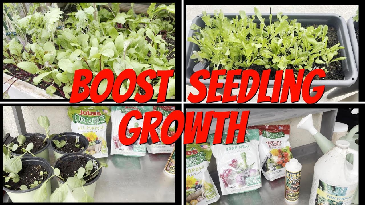 Boost your SEEDLING growth, how and when to FERTILIZE and TRANSPLANT them!