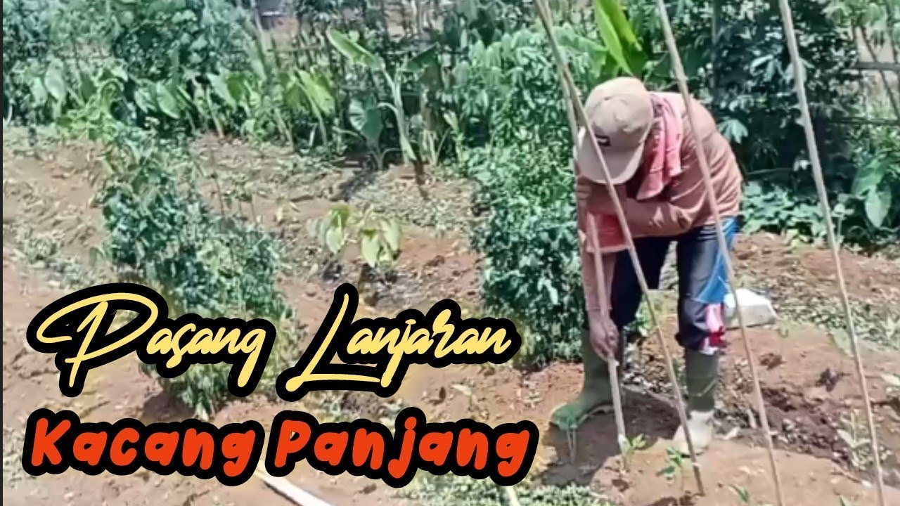 Pasang Lanjaran || Kacang Panjang Bibit Super Part 1