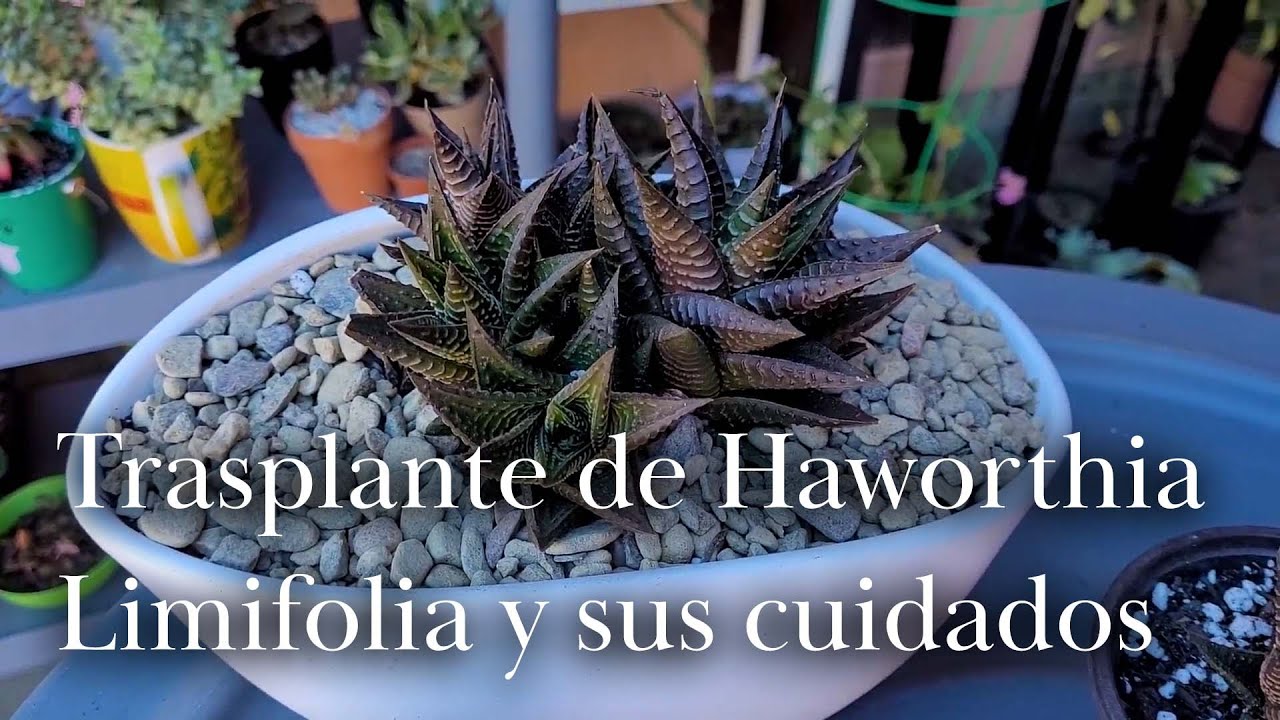 Trasplante de Haworthia Limifolia y sus cuidados