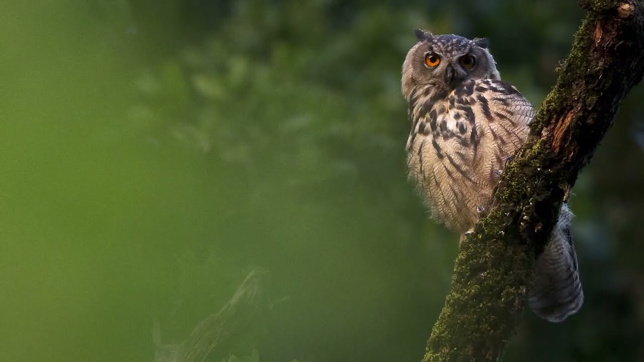 Sentinelle, dans l'intimité du Hibou Grand-duc #1