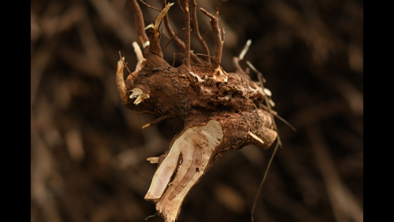 THE RED BROWN GOLD FROM EAST AFRICA { SANDALWOOD TRAFFICKING}