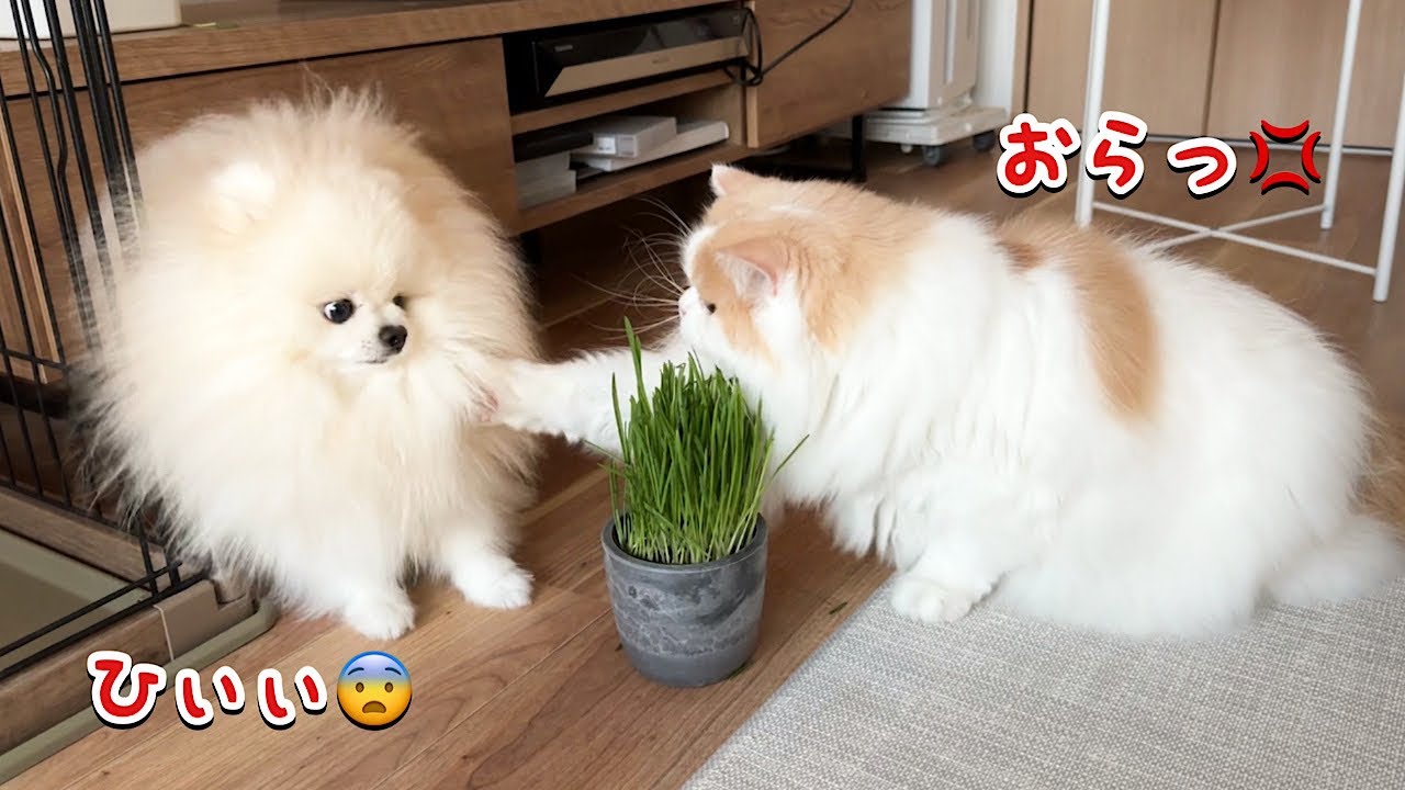 やさしかった愛猫が理性を失い豹変して困っています...