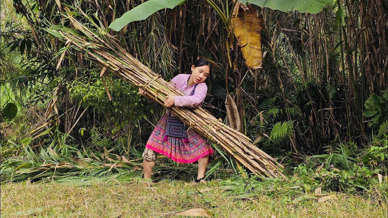 Hoang Thi Mai built a new life alone, a life of freedom in harmony with nature, Coutry Life