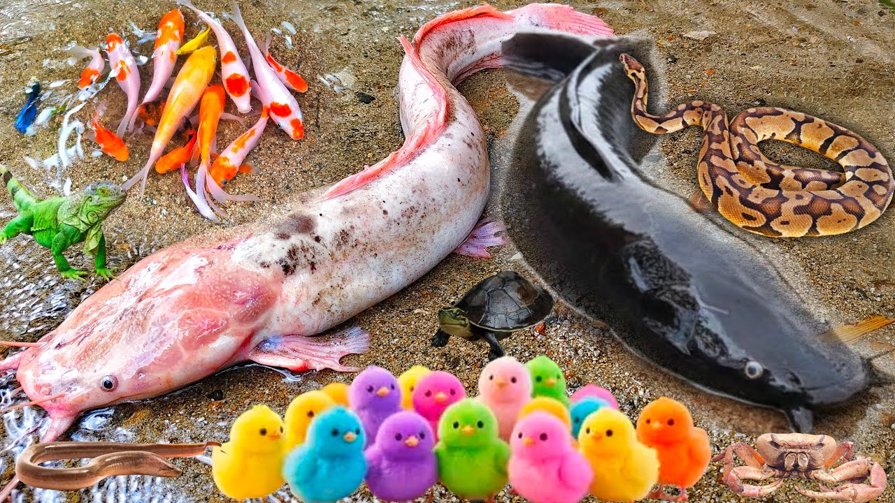 Ух ты! Ловля сома-альбиноса в норе: змееголов, гигантский сом, милый цыпленок, змея и карп кои.