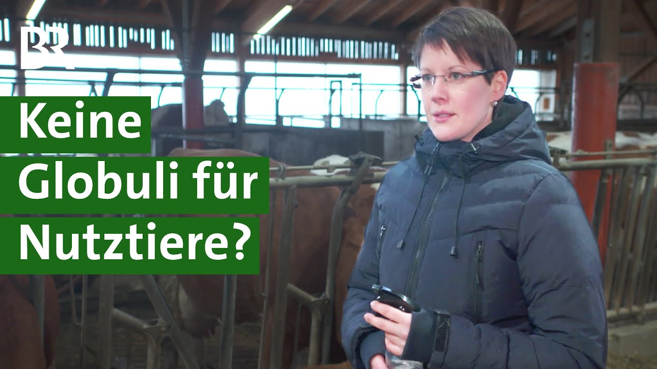 Homöopathie im Kuhstall: Stärkere Regulierung von Globuli für Nutztiere | Unser Land | BR