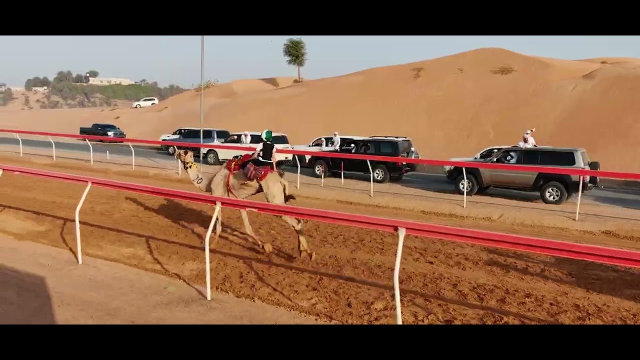اللبسة 14-6-2025 ش19محمد انس هلال العليلي 2:22