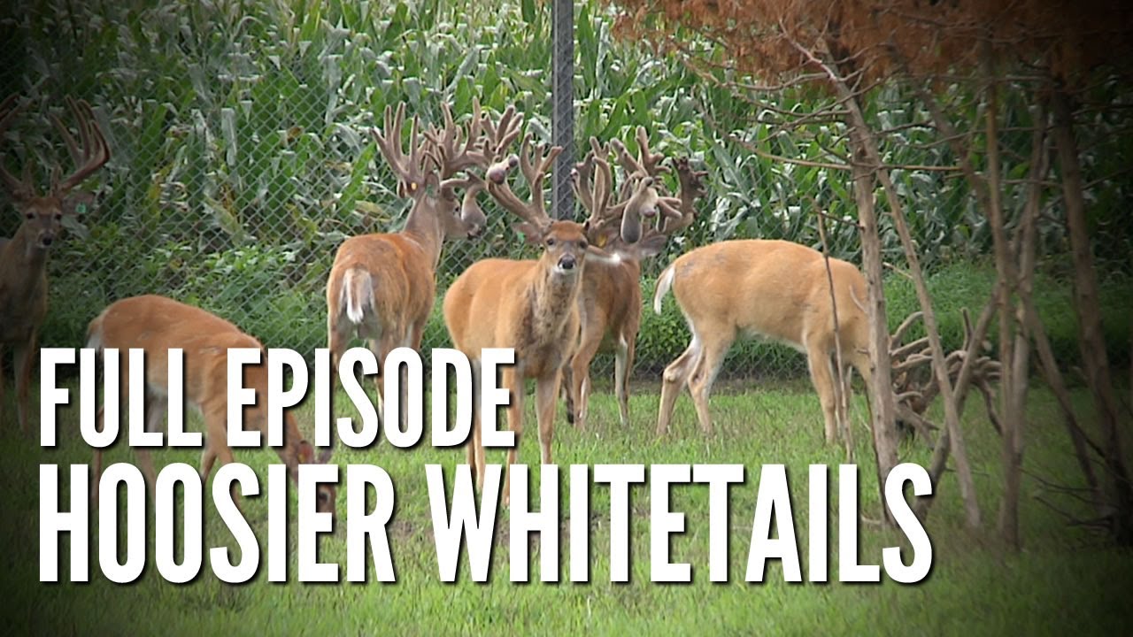 Morrett Whitetails | Pine Creek Deer Farms | Deer & Wildlife Stories
