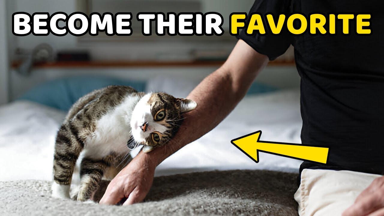How Cats Choose Their Favorite Human