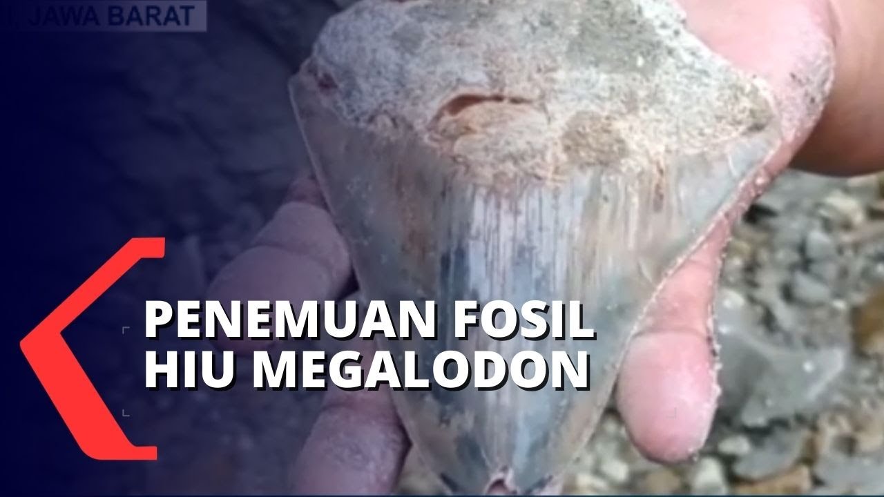 Kronologi Penemuan Fosil Gigi Hiu Purba Megalodon di Sukabumi