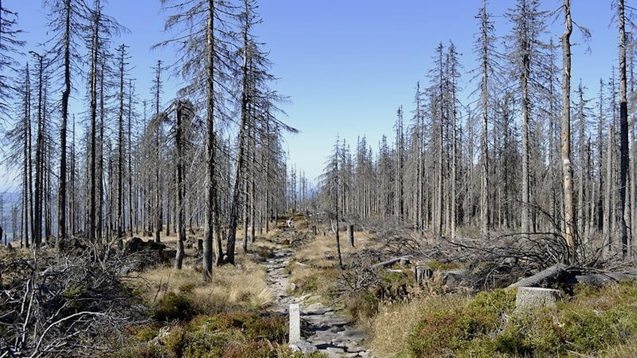 Wildfires and Insects Kill Trees with Mike Koontz