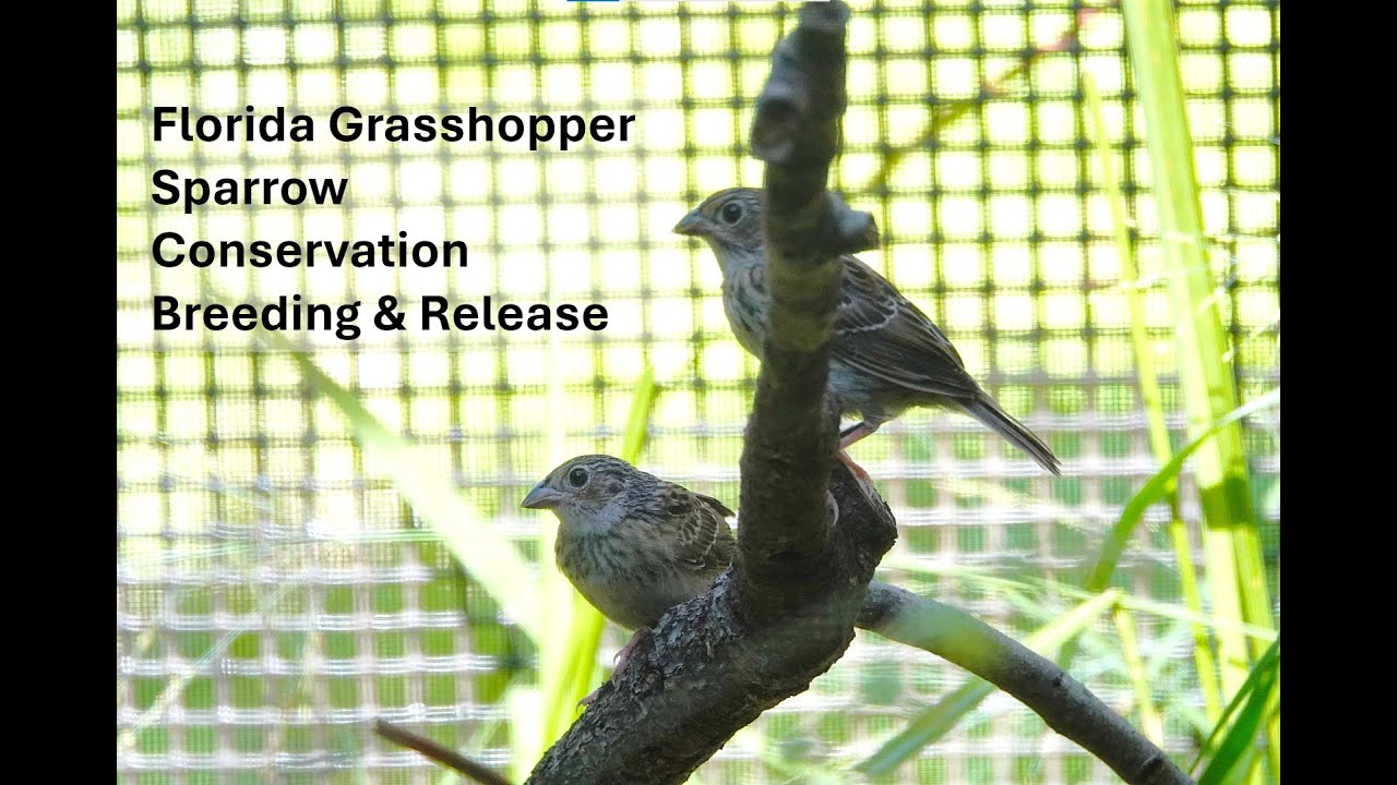 Florida Grasshopper Sparrow Conservation Breeding & Release