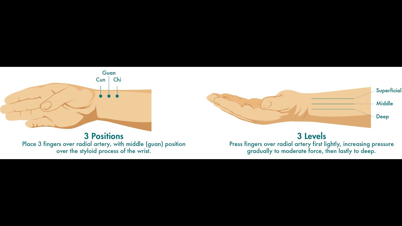 STRUCTURE OF THE PULSE (TCM)