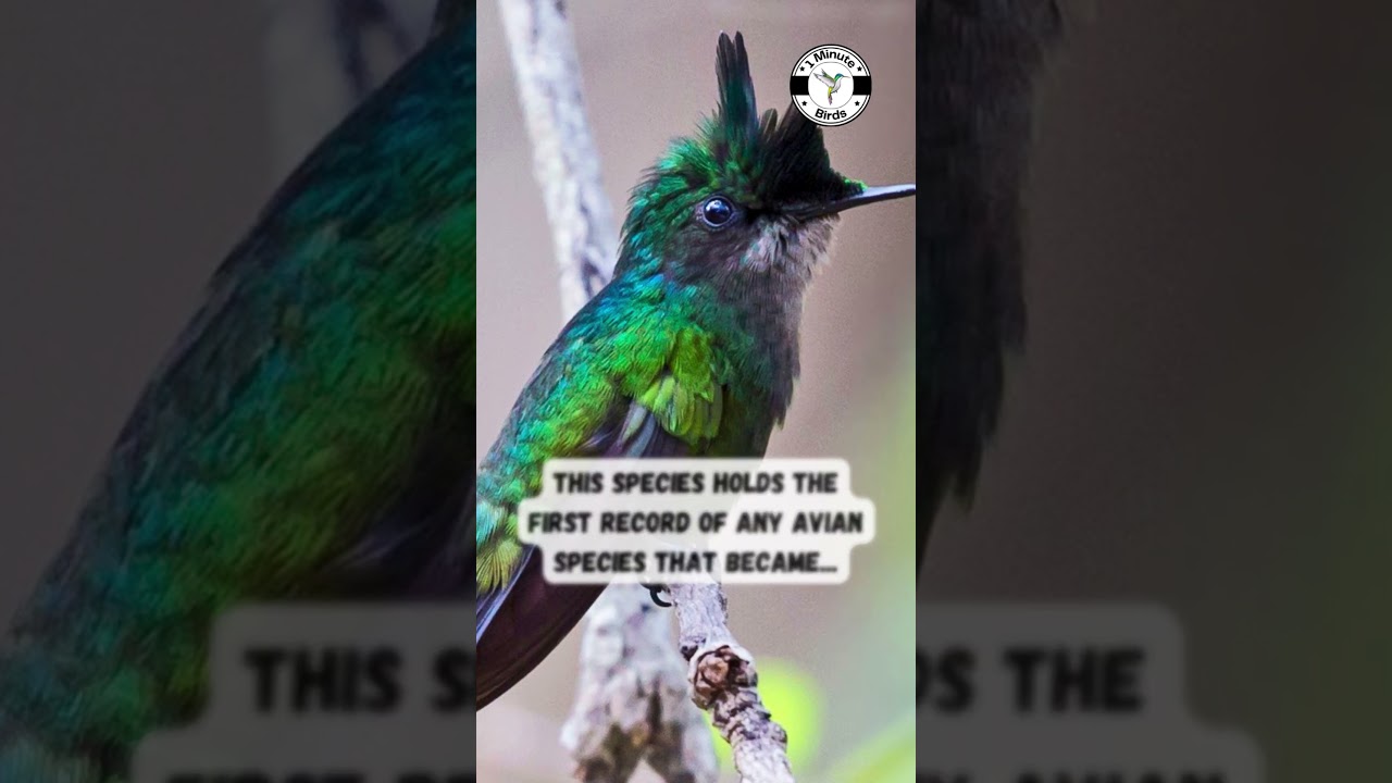 Antillean crested hummingbird 