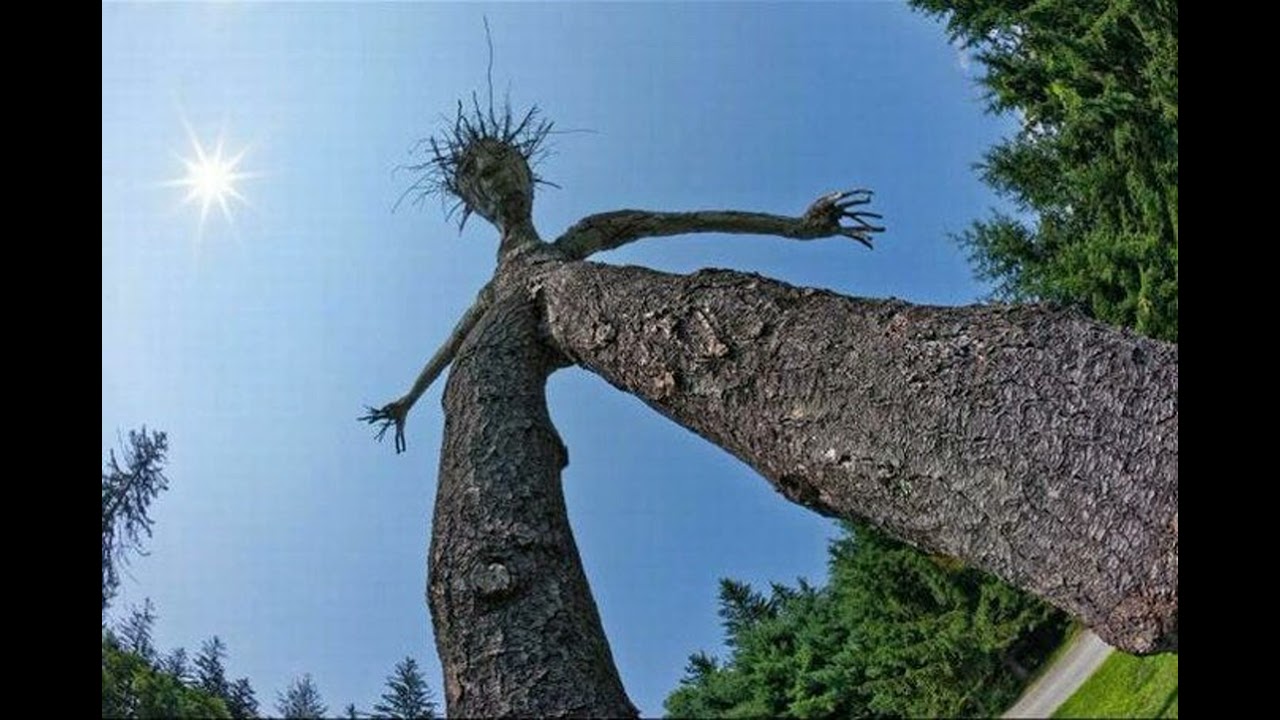 Other Trees of African Folklore