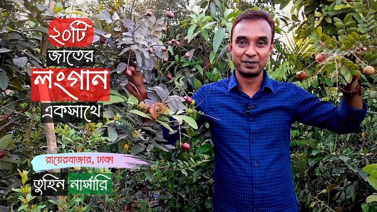 লংগানের ২০টি জাত তুহিন নার্সারিতে | Longan Tree Price | Gardening Bangladesh