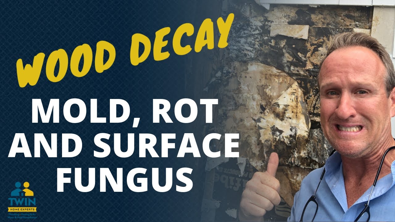 Wood Decay, Rot And Surface Fungi