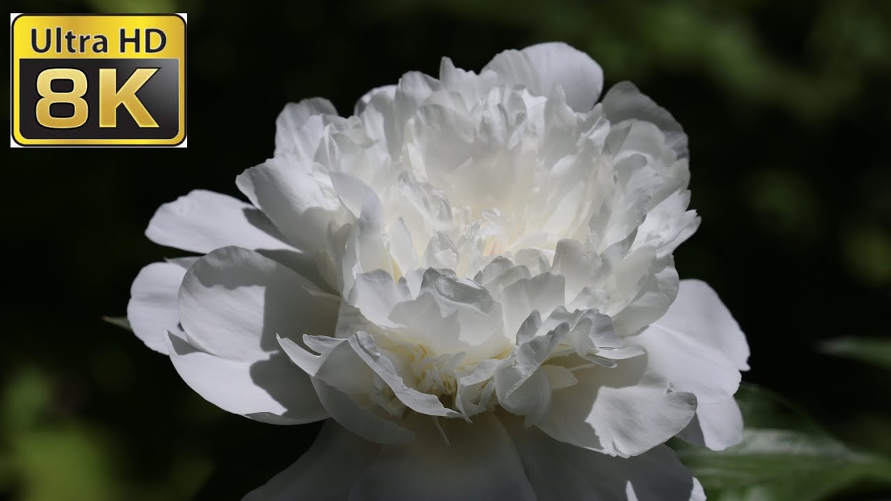 8K ULTRA HD / 8K TV &ndash; The Most Beautiful Peony Flowers Collection | Flower Blooming Time Lapse