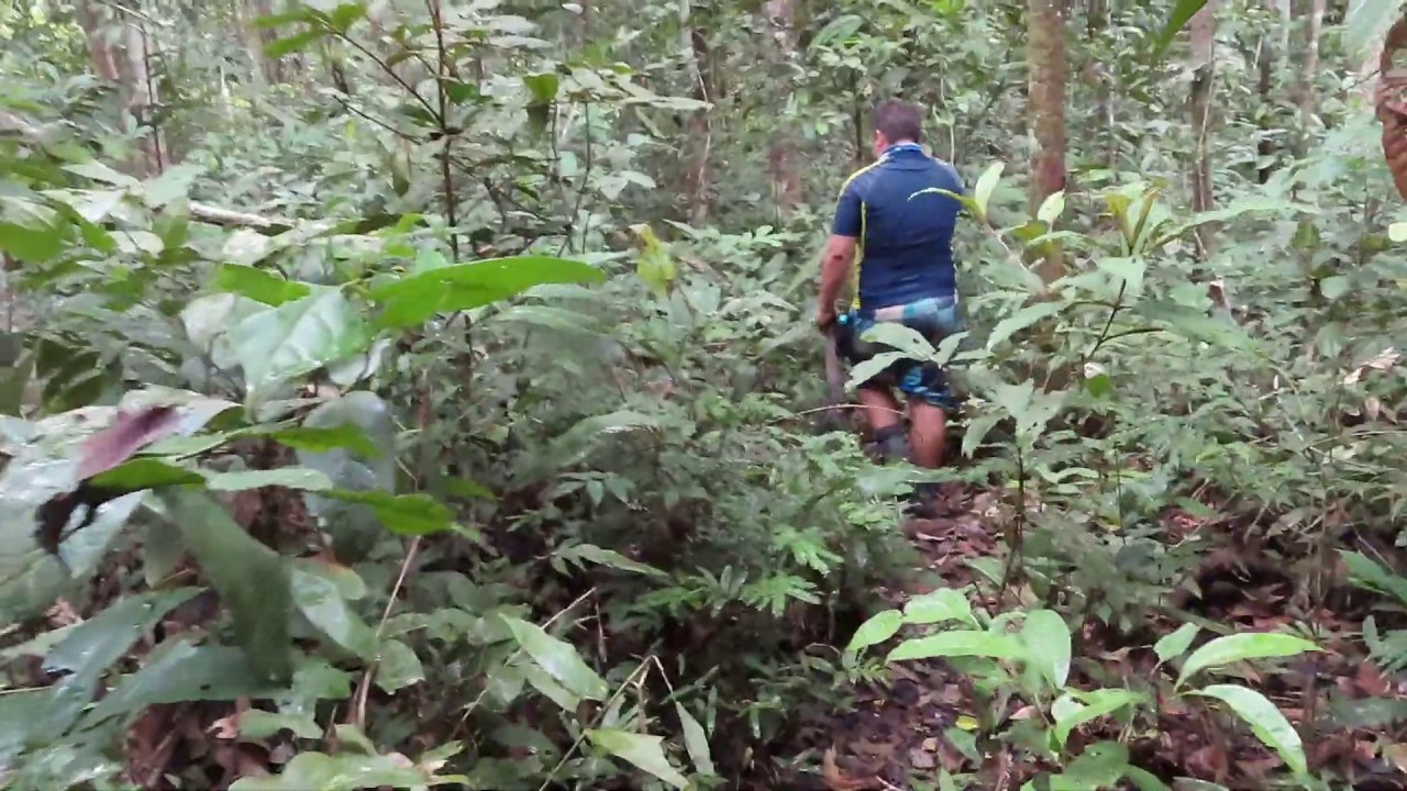 Jungle trekking Urubu River Amazon, Brazil,