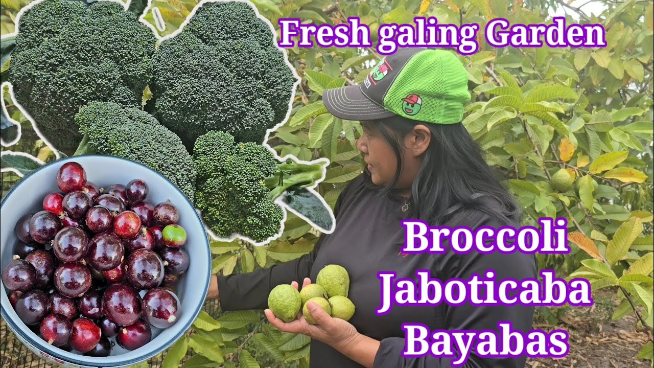 Jaboticaba | Broccoli | Bayabas | Harvest today