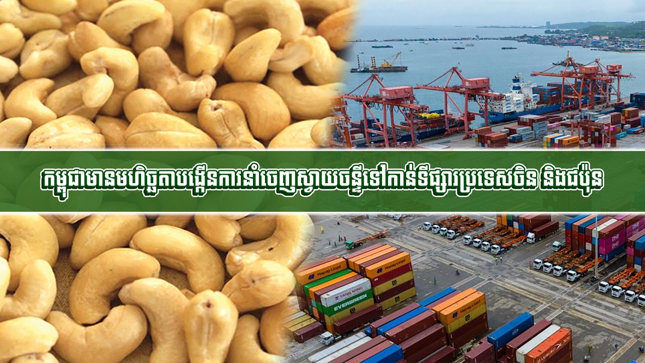 កម្ពុជាមានមហិច្ឆតាបង្កើនការនាំចេញស្វាយចន្ទីទៅកាន់ទីផ្សារប្រទេសចិន និងជប៉ុន