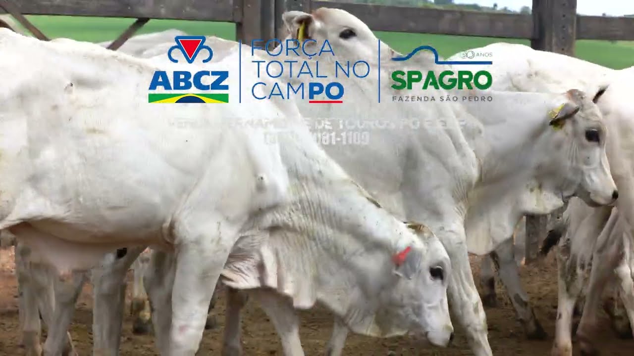 CONTROLE DE BEZERROS NELORE na SP AGROPEC Registro Geneal&oacute;gico de Nascimento RGN ABCZ PMGZ