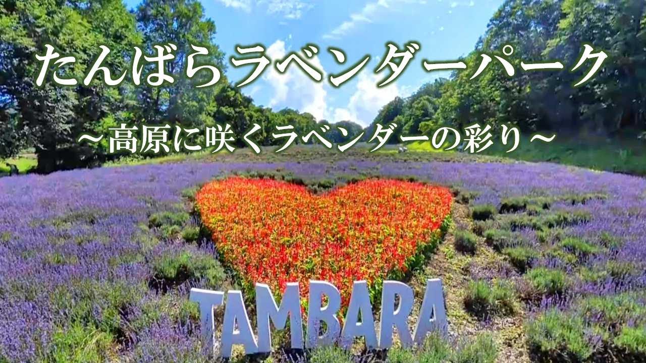 たんばらラベンダーパーク　～高原に咲くラベンダーの彩り～／The colors of lavender blooming in Tambara Lavender Park