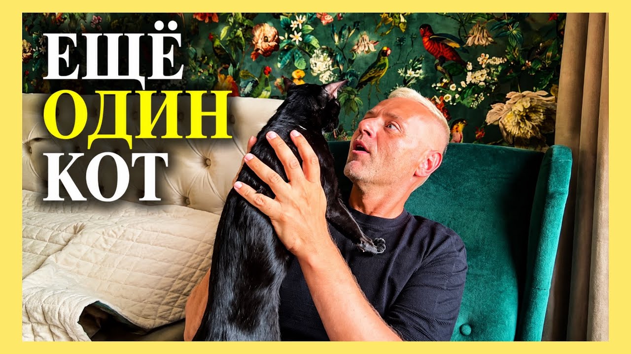 Купил ещё одного кота. Новый грузинский ресторан в Риге. Хочу переехать опять в центр. 