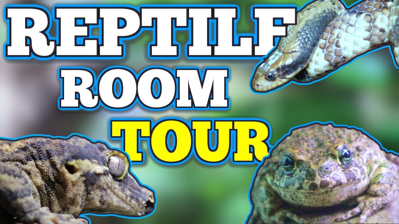 UK 🇬🇧 Reptile Room Tour 2025!